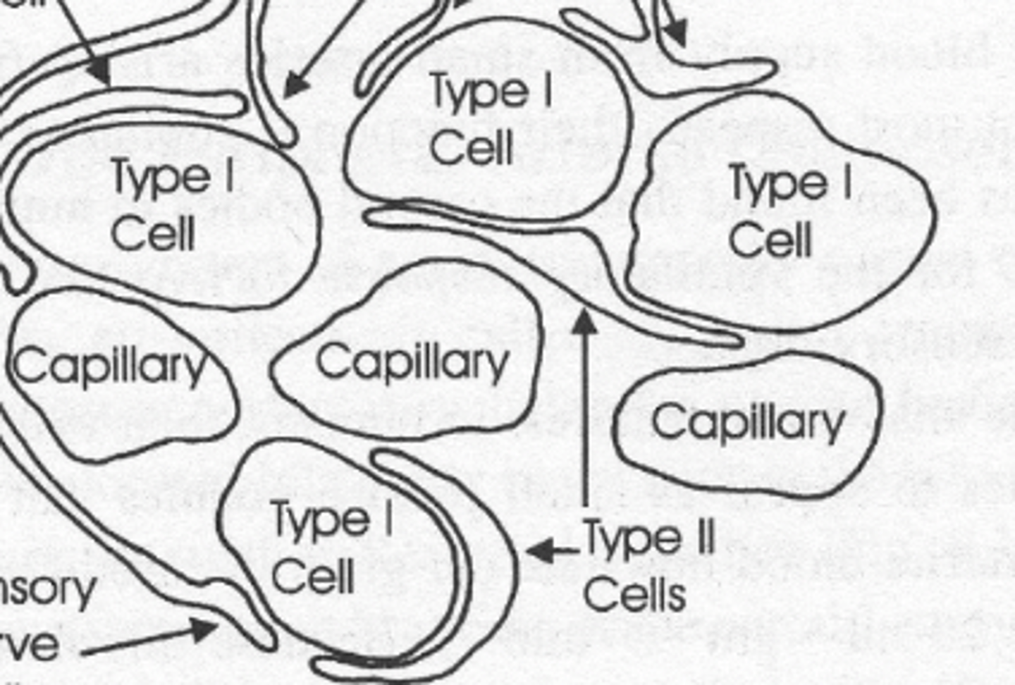 <p>Provide structural support to Type 1.</p>
