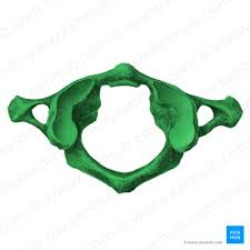 <p>name this bone or bone marking</p>