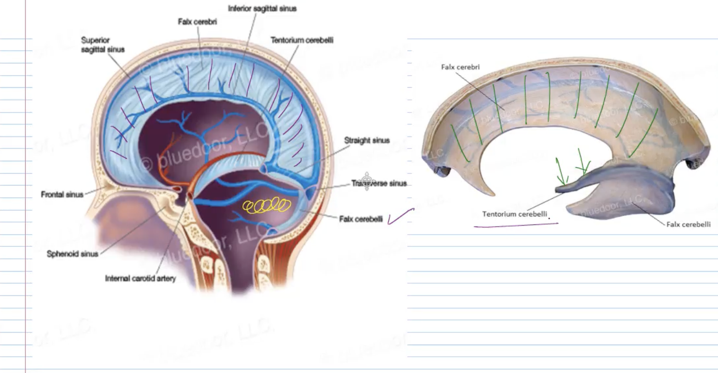 <p><span><strong><span>Major Fissures</span></strong></span></p>