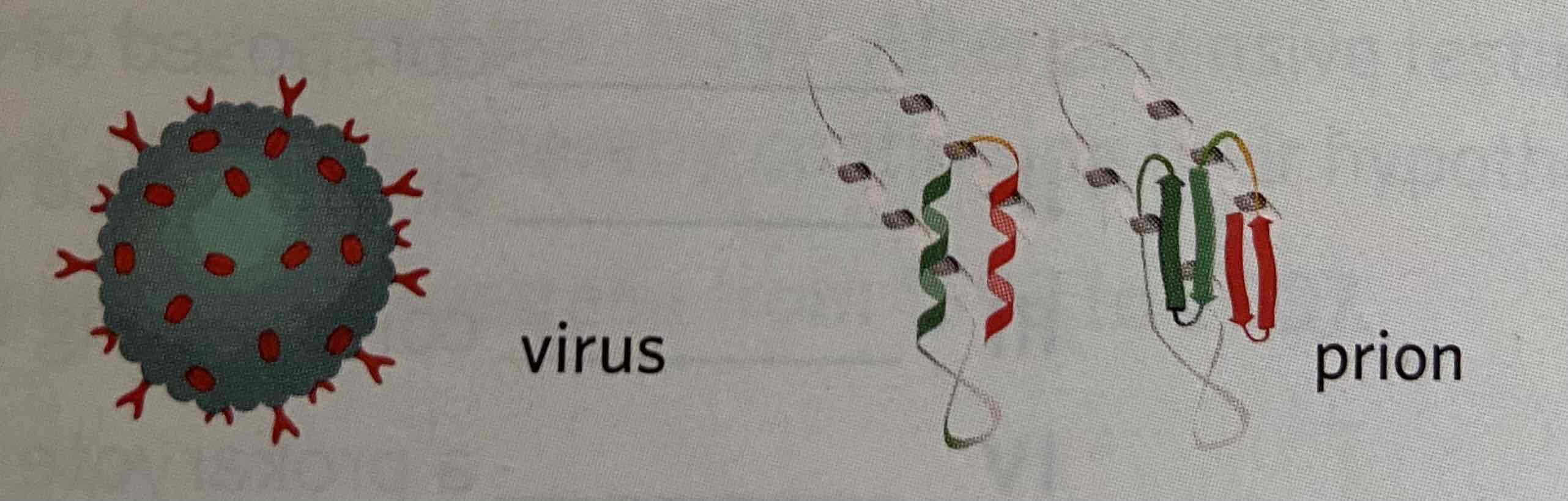 <p>Non-cellular pathogen </p>