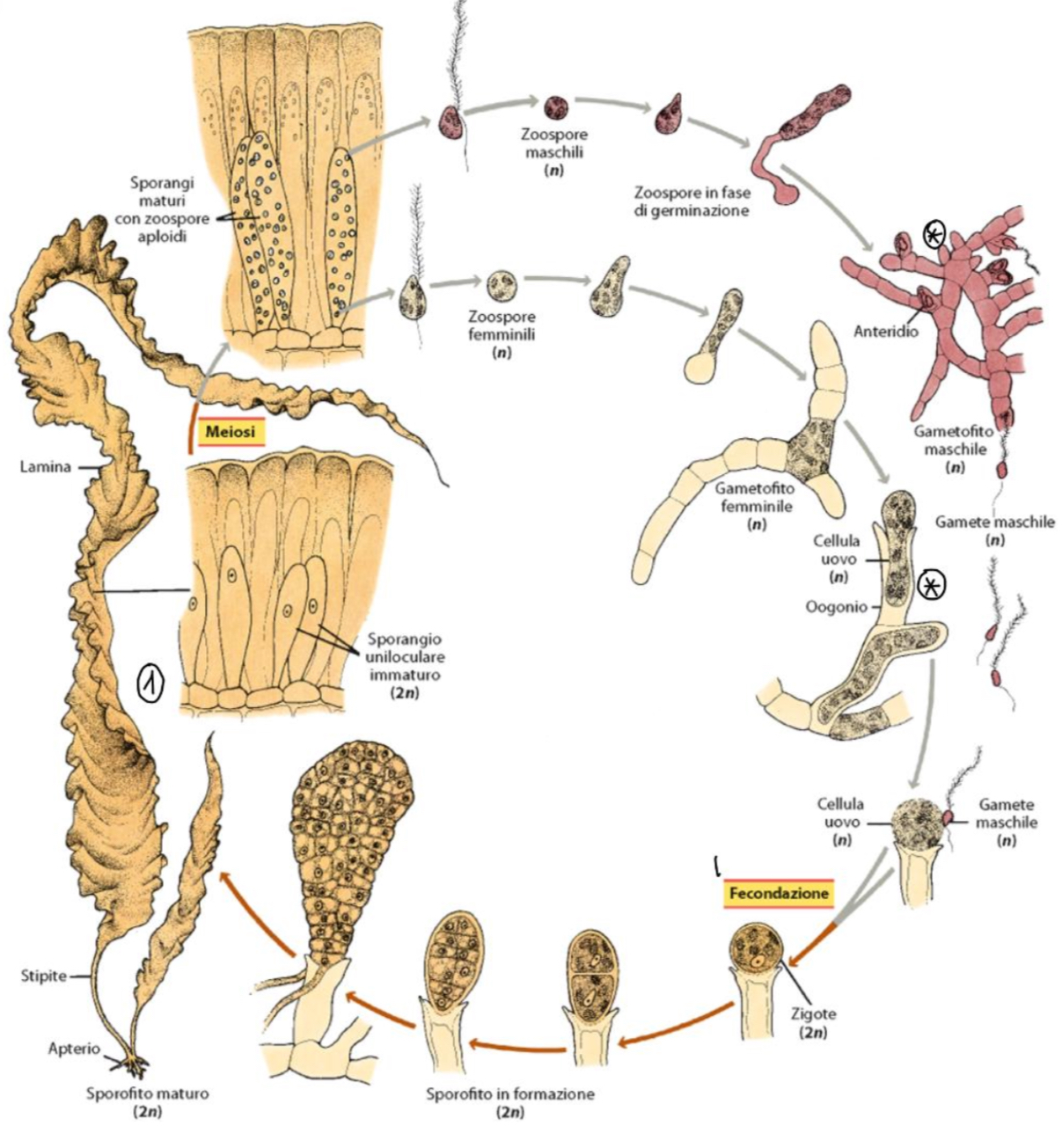 term image