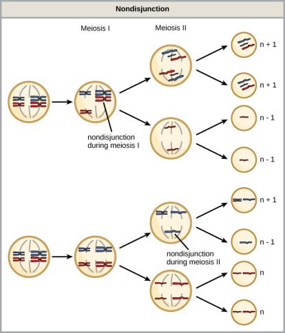 <p>When does nondisjunction occur?</p>
