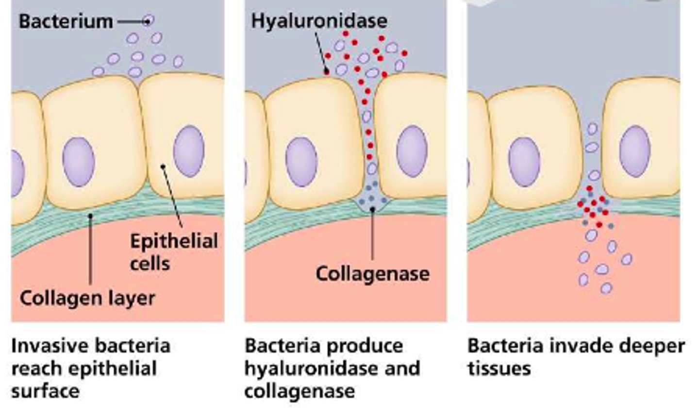 <p>Enzymes secreted by pathogens that break down and inflict damage on tissues</p>