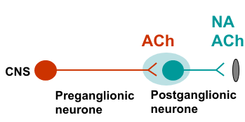 <ul><li><p>Acetylcholine - cholinergic transmission</p></li><li><p>ACh and Noradrenaline (noradrenergic transmission)</p></li><li><p>Non adrenergic non cholinergic neurotransmission (NANC) and co-transmitters (neuromodulators)</p></li></ul><p></p>