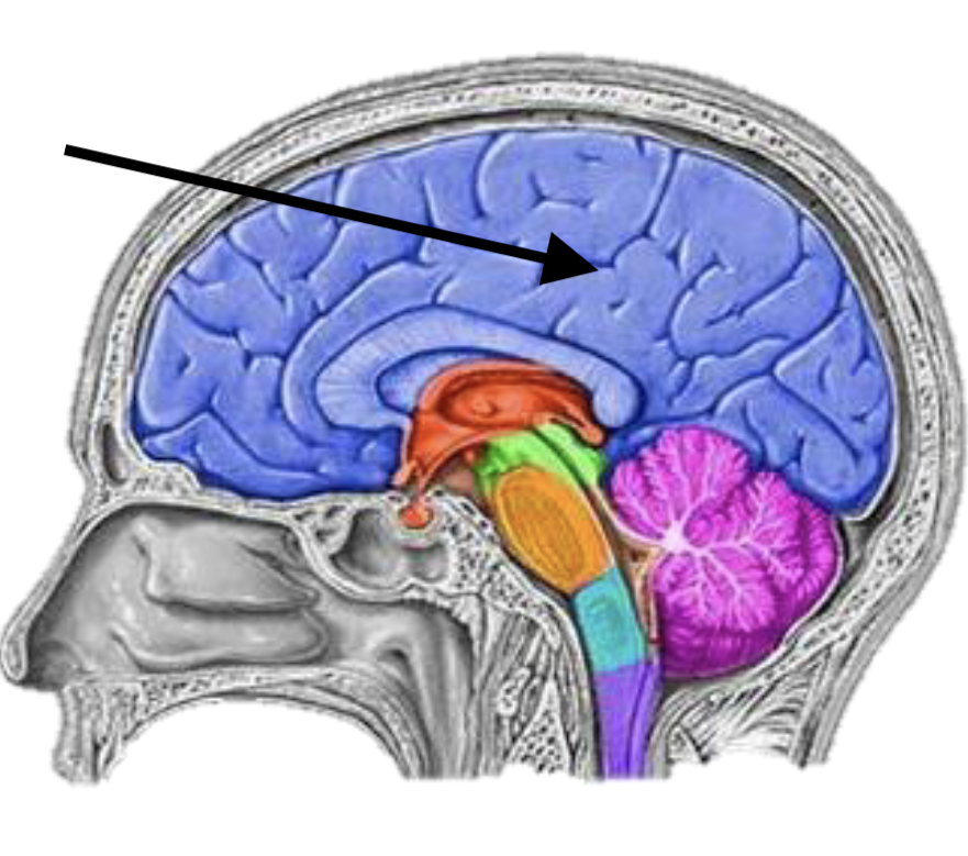 <p>Name the brain structure</p>