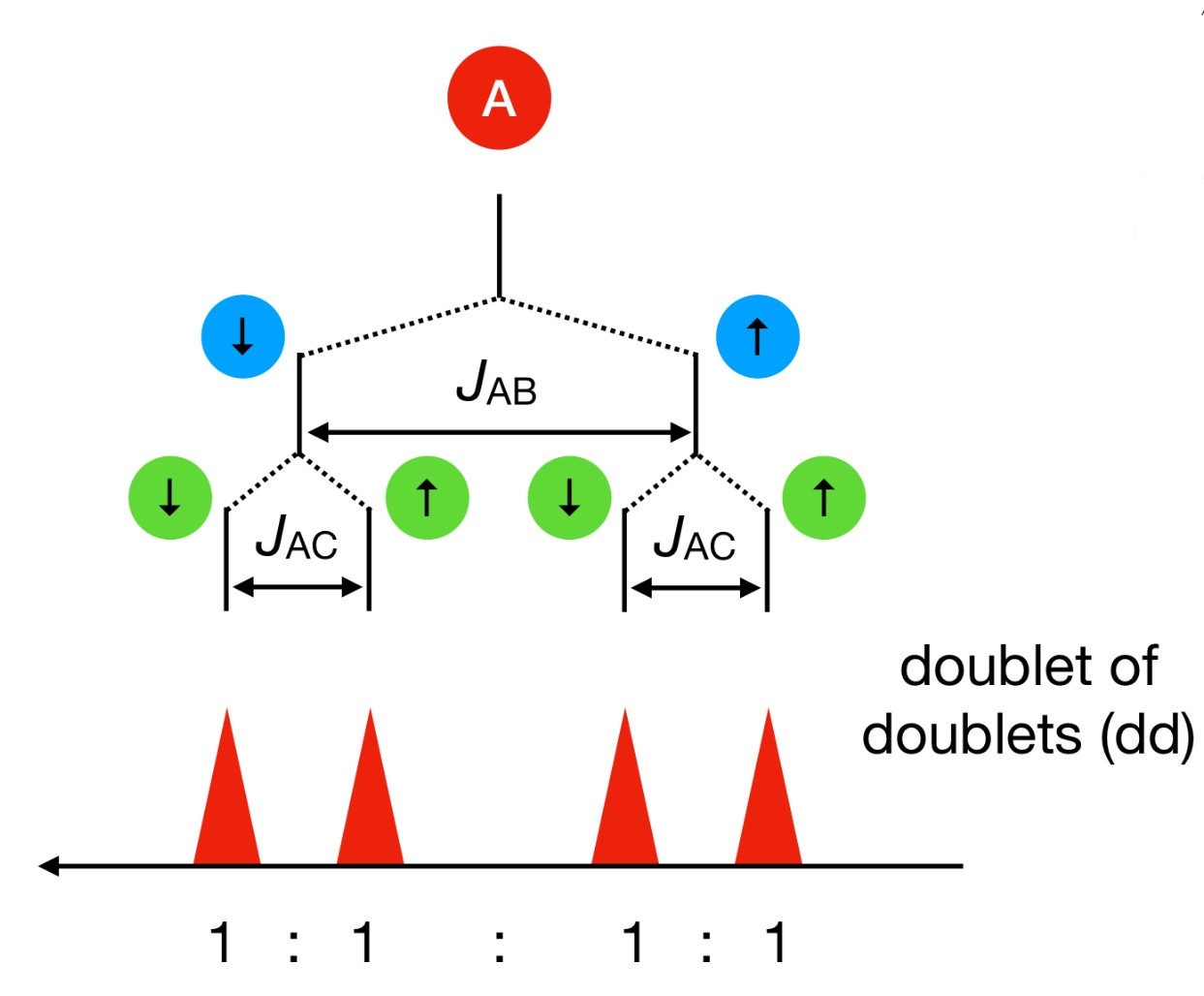 <p>-non-equivalent spins will have different coupling constants, so coupling results in patterns like:</p><ul><li><p>doublet of doublets (dd)</p></li><li><p>doublet of triplets (dt)</p></li><li><p>doublet of doublet of doublets</p></li></ul><p>-the order you work out the couple doesn’t matter</p>