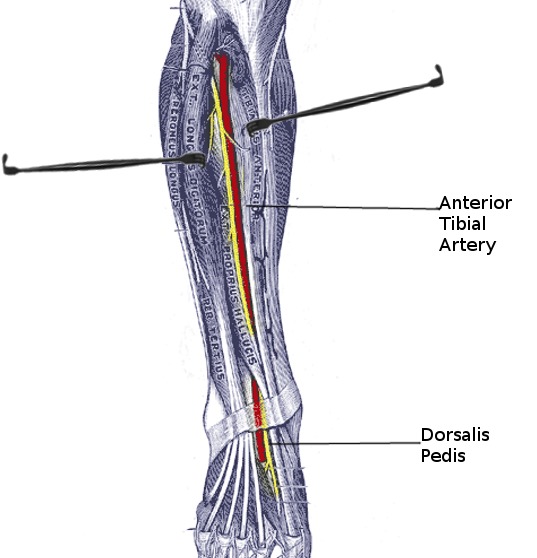 <p>the anterior tibial artery will cross the ankle to become dorsalis pedis artery</p>