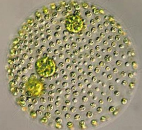 <p>frw benthic, V Volvocine </p>