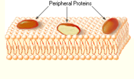 <ul><li><p>appendages loosely bound to surface of membrane</p></li></ul>