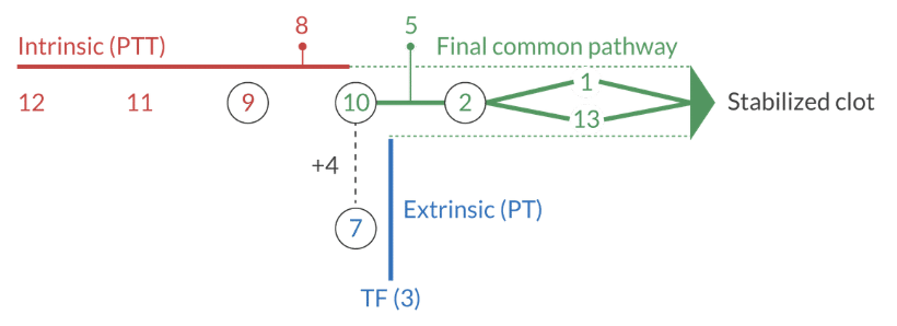 <p>Vascular injury (tissue trauma liberates tissue factor from the subendothelium). Activated when coagulation is initiated outside of the intravascular space.</p><ul><li><p>It's measured by the <strong><em>PT and INR</em></strong>.</p></li><li><p>It's inhibited by <em>war</em>farin.</p></li><li><p>Factors 3 &amp; 7</p></li></ul><p></p>