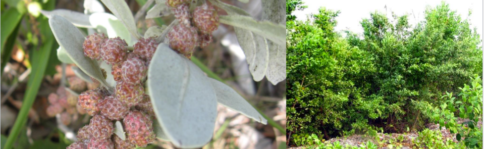 <p>not a true mangle tree, presence of berries</p>