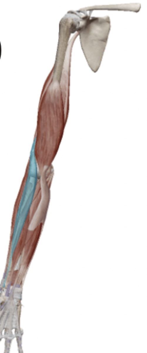 <p>What is the OIAN of the Brachioradialis</p>