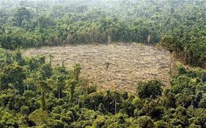 <p>The removal of trees which often results in soil being left exposed, leading to soil erosion</p>