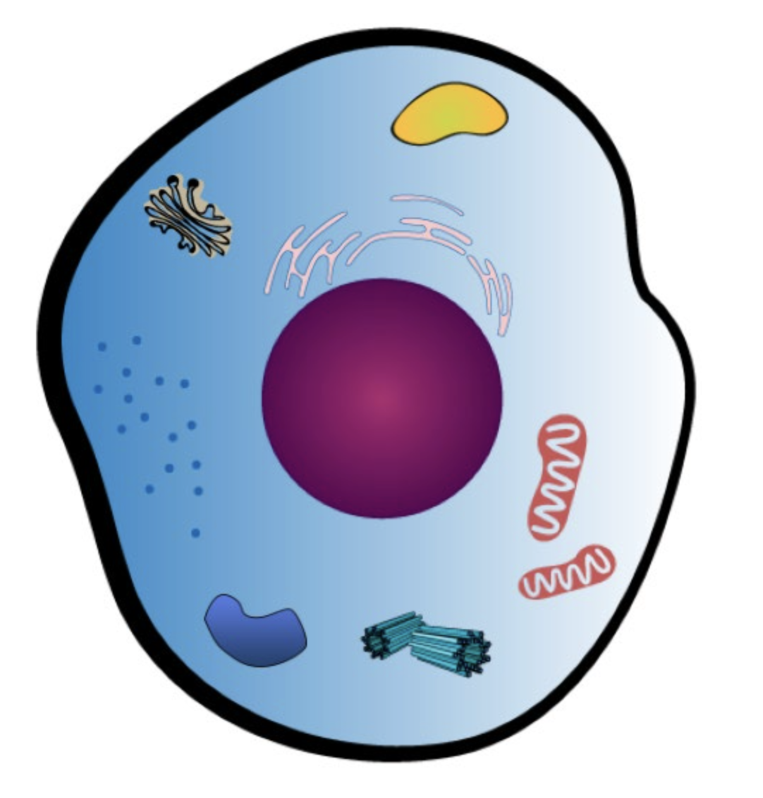 <p>Lysosome</p>