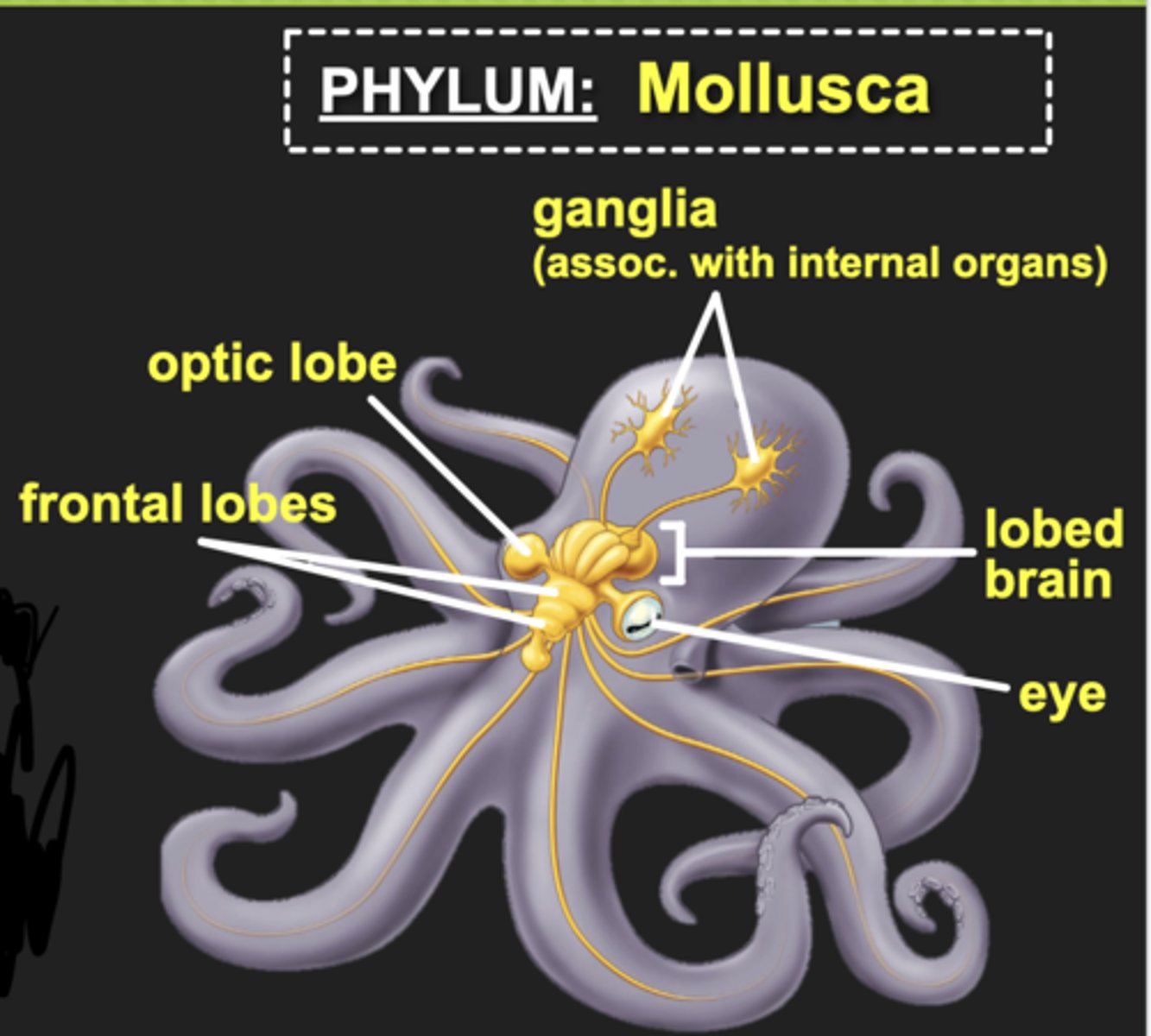 <p>- Most cephalization of any invertebrate</p><p>- Paired ganglia connected by many nerves</p><p>- Octopus possess complex, lobed brains with defined sensory and motor regions</p>