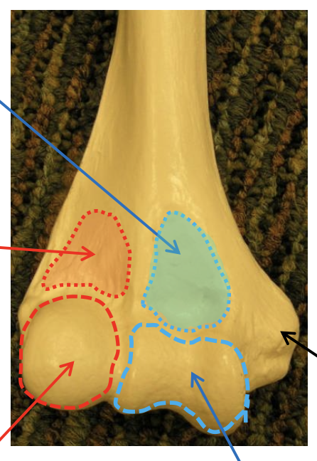 <p>The image presents an anterior view of the distal</p>