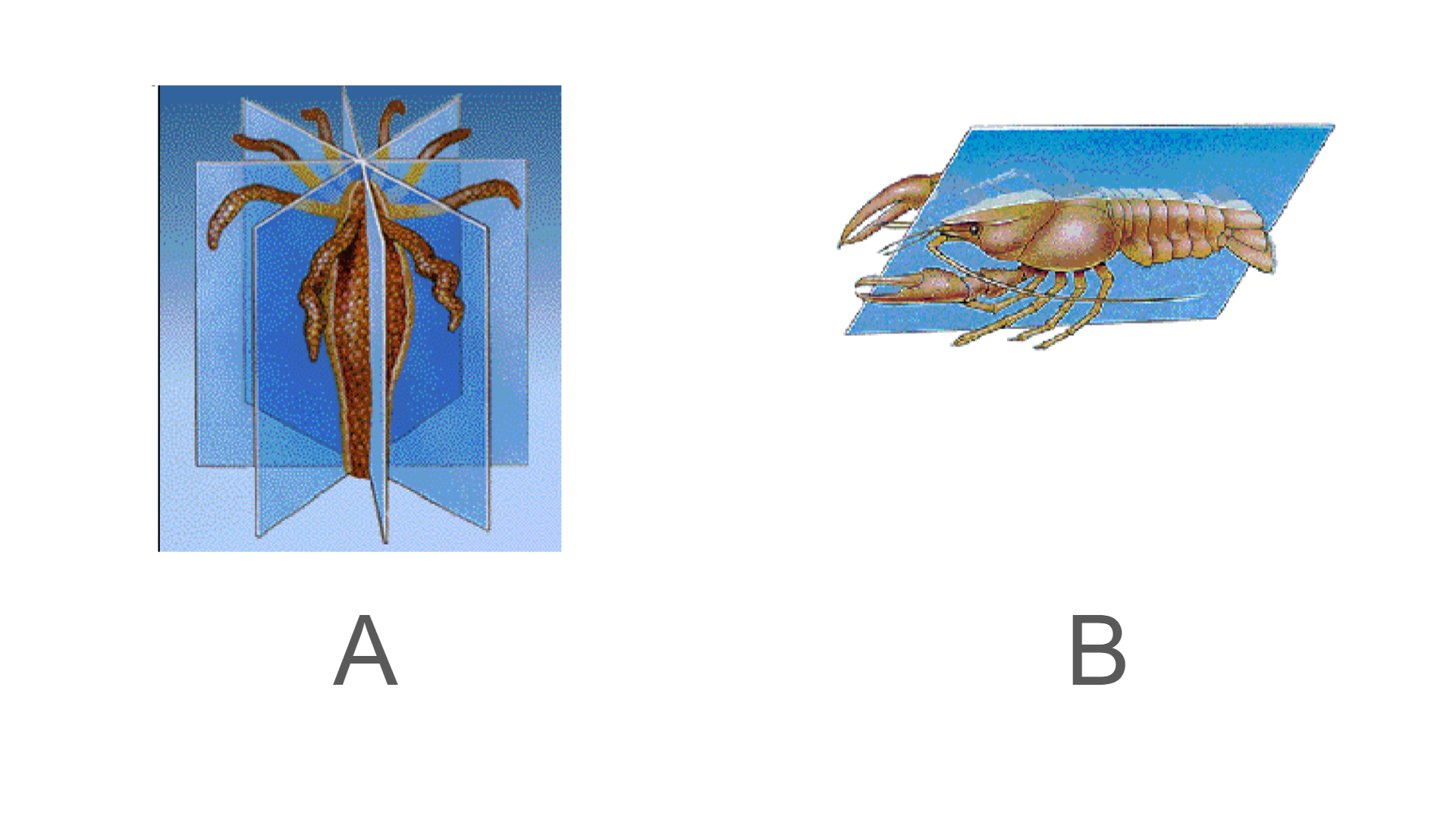 <p>What symmetry is A?</p>