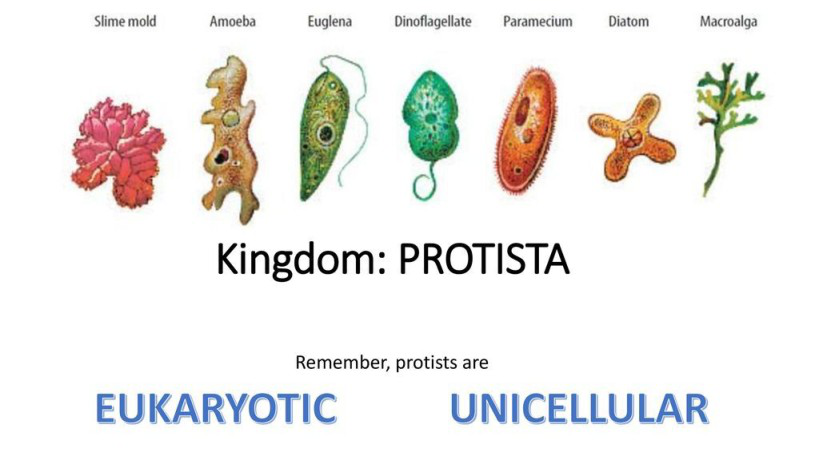 <p>what is a protist?</p>