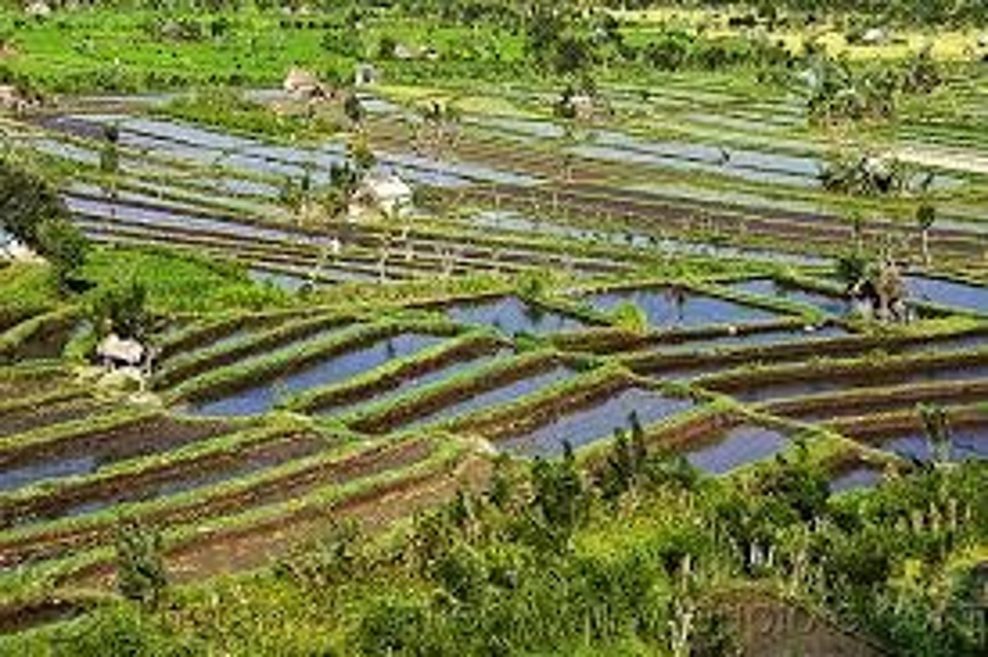 <p>Rice Paddies create CH4 during anaerobic decomposition<br><br>- 10% of total agricultural emissions = methane from Paddy fields<br><br>- rice yields have increased by 25% with more CO2 in atmosphere (N. America &amp; Asia) but this had resulted in a 40% increase in methane emissions</p>