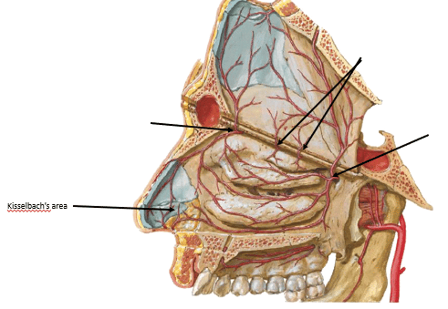 <p>Site of arterial anastomosis of all nasal branches</p><p>Site for nose bleeds</p>