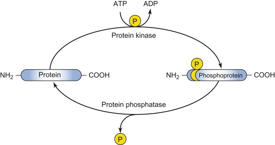 <p>Enzyme that catalyzes the <strong>removal</strong> of a phosphate group from a protein, often with high specificity for the phosphorylated site.</p>