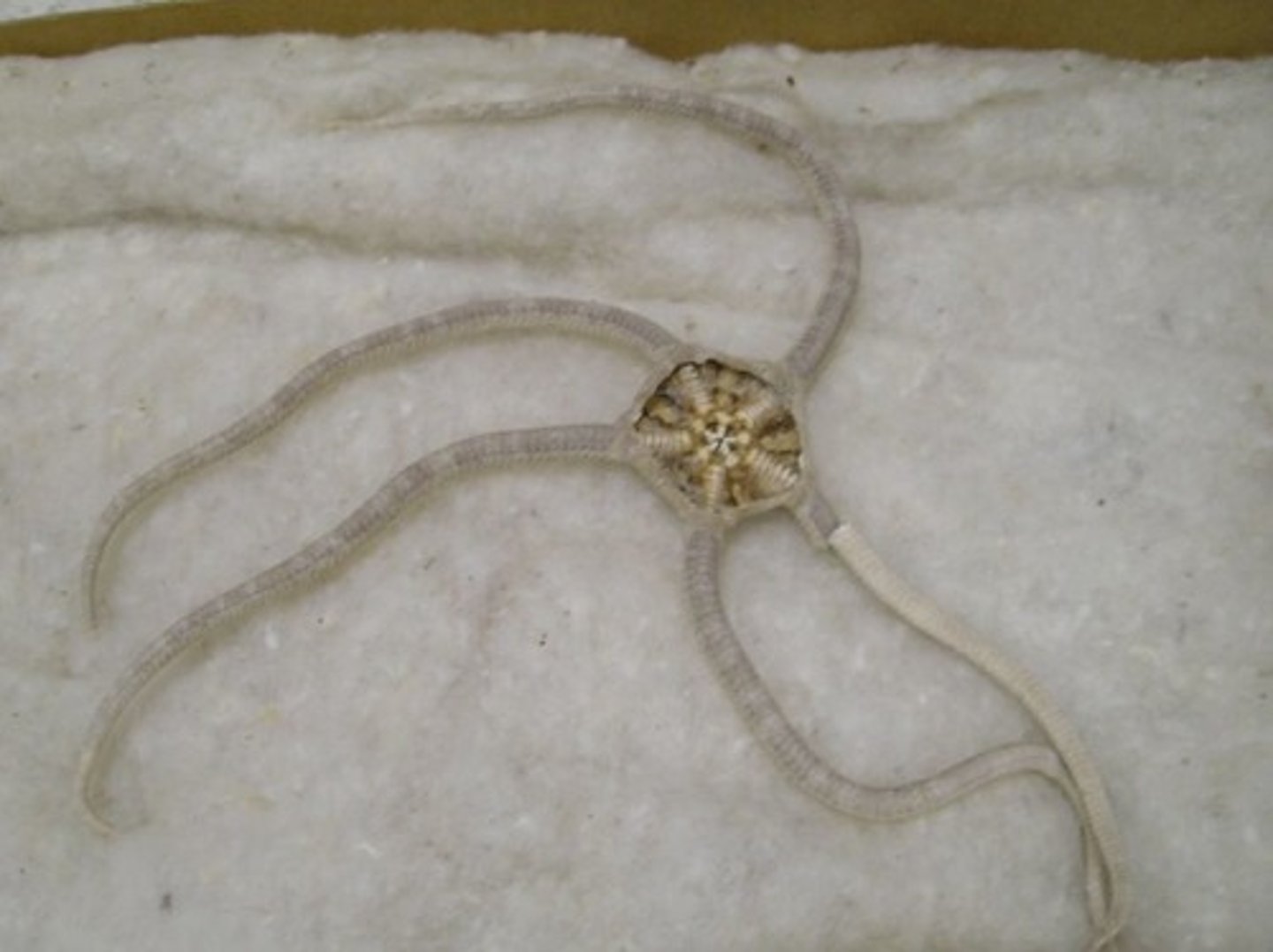 <p>Brittle stars</p><p>- Highly mobile : creep/swim</p><p>- tube feet for feeding</p><p>- most diverse class</p>
