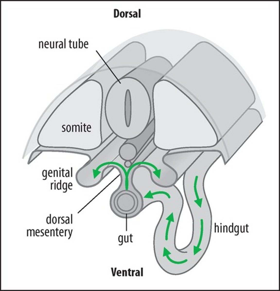 <p>Location where germ cells enter during migration.</p>