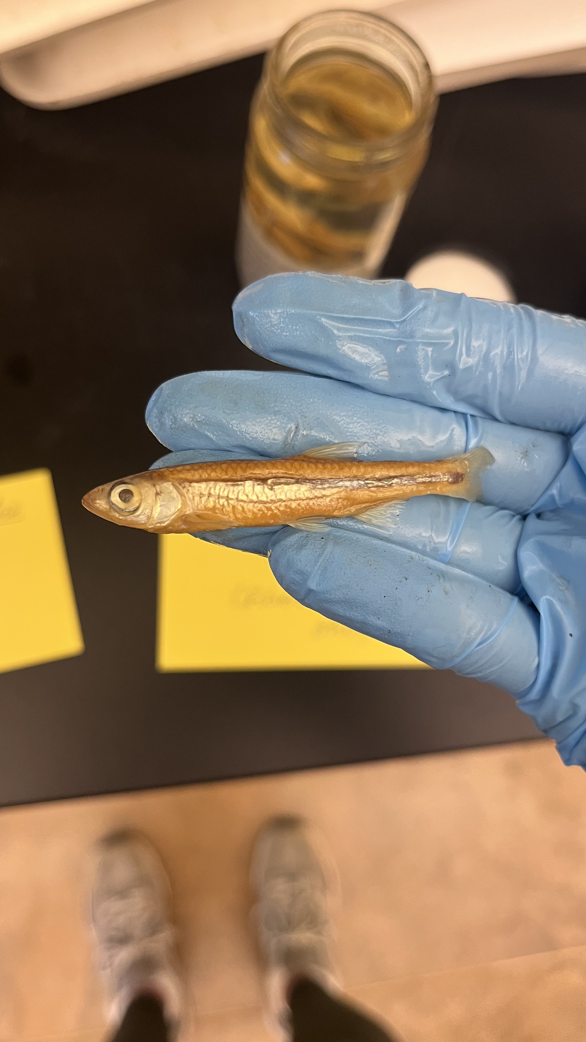 <p>Silverstripe Shiner</p>