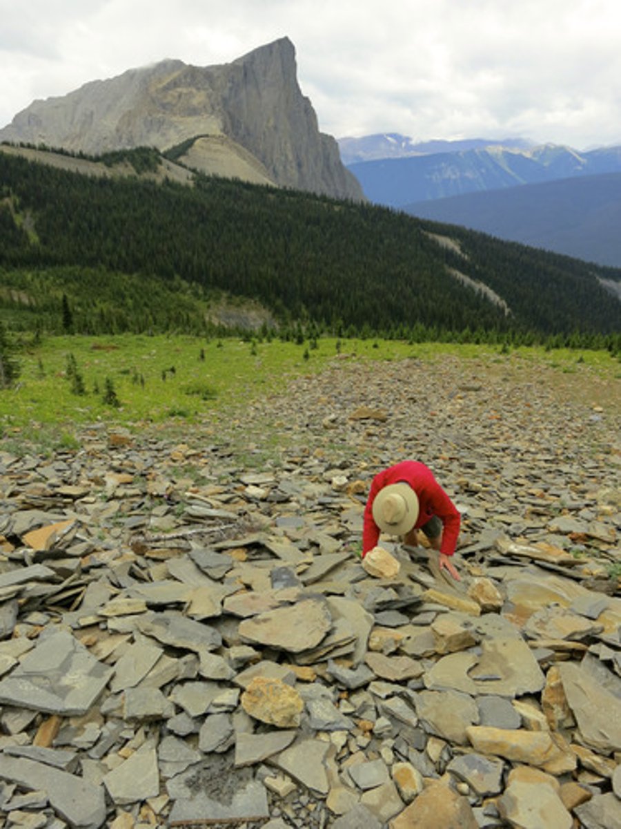 <p>Fossil deposit in Canada with exceptional preservation</p>