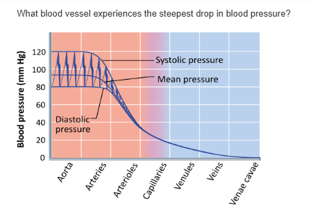 <table style="min-width: 25px;"><colgroup><col style="min-width: 25px;"></colgroup><tbody><tr><td colspan="1" rowspan="1" style="margin: 0px; padding: 0.3em; position: relative;"><p>arteries &nbsp; &nbsp; &nbsp; &nbsp;</p></td></tr><tr><td colspan="1" rowspan="1" style="margin: 0px; padding: 0.3em; position: relative;"><p>capillaries &nbsp; &nbsp; &nbsp; &nbsp;</p></td></tr><tr><td colspan="1" rowspan="1" style="margin: 0px; padding: 0.3em; position: relative;"><p>venules &nbsp; &nbsp; &nbsp; &nbsp;</p></td></tr><tr><td colspan="1" rowspan="1" style="margin: 0px; padding: 0.3em; position: relative;"><p>arterioles &nbsp; &nbsp; &nbsp; &nbsp;</p></td></tr></tbody></table><p></p>
