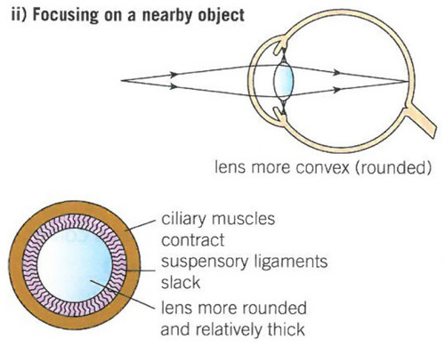 <p>The ciliary muscles contract and suspensory ligaments slacken which means the lens become more convex (more rounded) so the light is refracted more and the light rays focus on the retina</p>