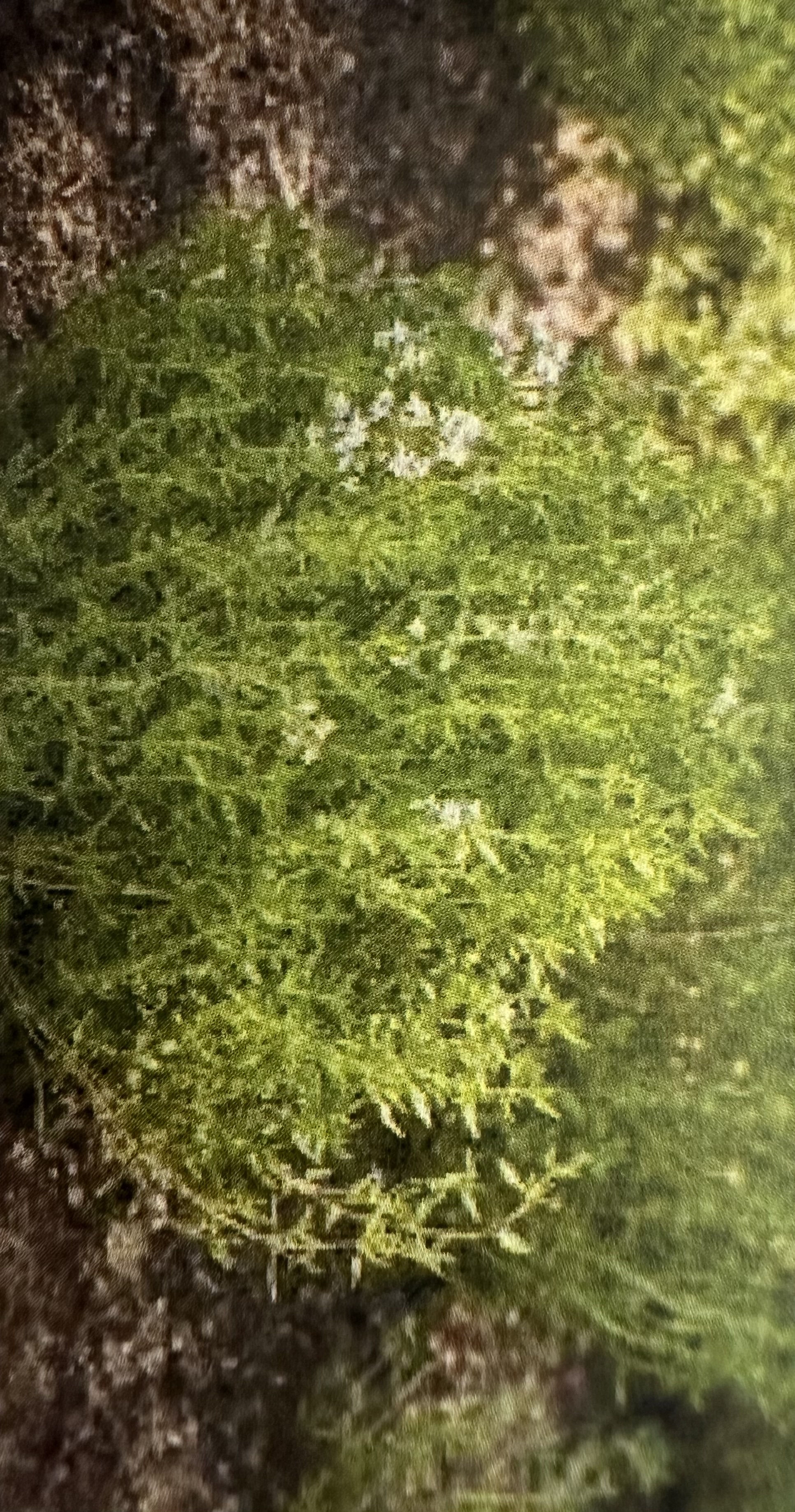 <p>Thymus vulgaris</p>