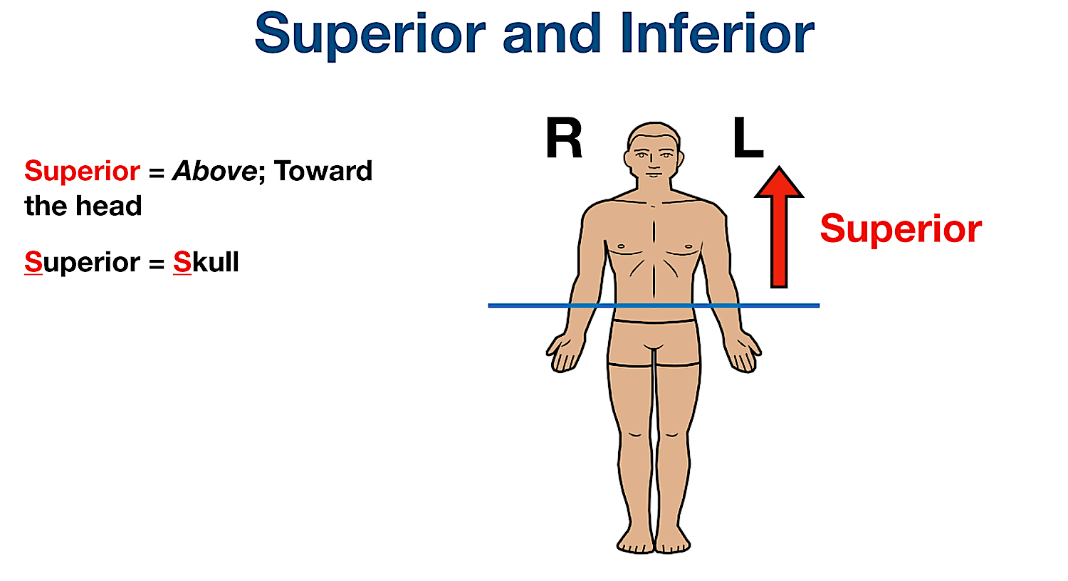 <p>toward the head end of the body; upper</p>