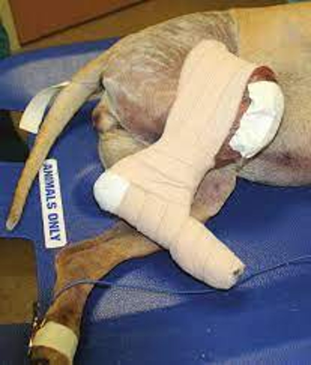 <p>A sling using a simple loop of adhesive tape wrapped around the stifle and hock while both joints are maintained at 90 degrees of flexion</p>
