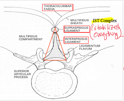 <p>Thoracolumbar fascia, Supraspinous ligament, and Interspinous ligament (stabalizes the trunk and core)</p>