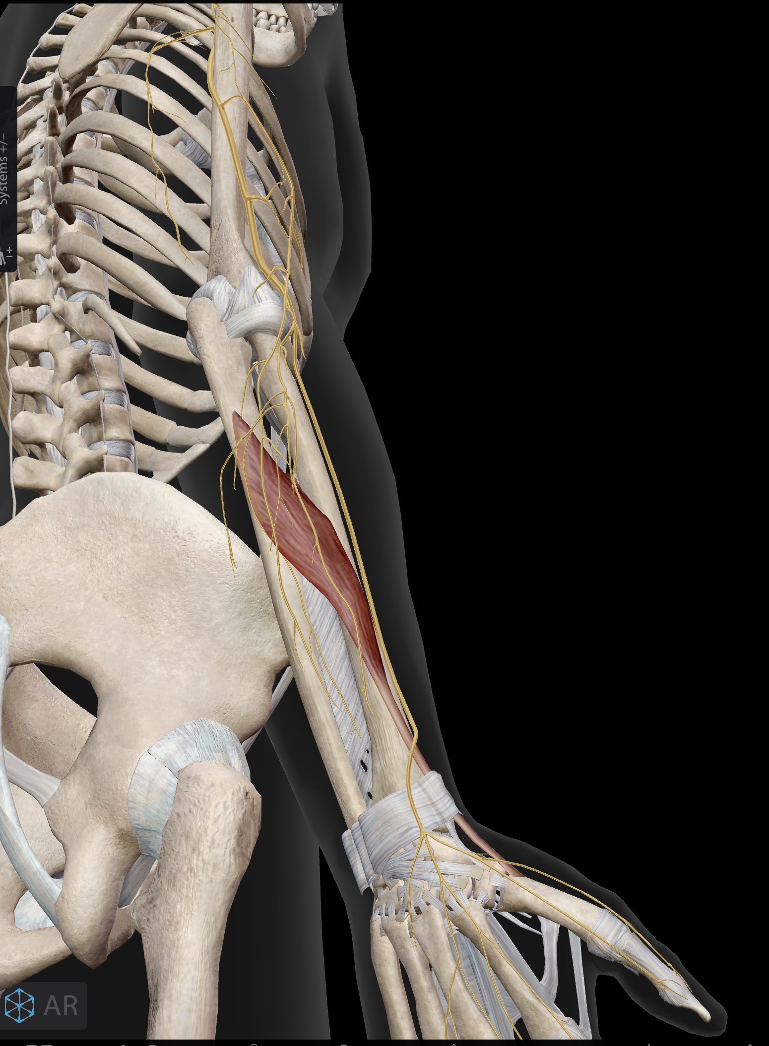 <p>Abductor pollicis longus (APL)</p><p>I: Base of first metacarpal on the radial side</p><p>A: Abduction and extension of thumb at the carpometacarpal (CMC) joint.</p><p>IN: Radial nerve (C5-C8, T1)</p><ul><li><p>Abductor pollicis longus is 1 of 3 muscles known as “outcroppers” since they emerge from behind the superficial posterior compartment</p></li></ul><p></p>