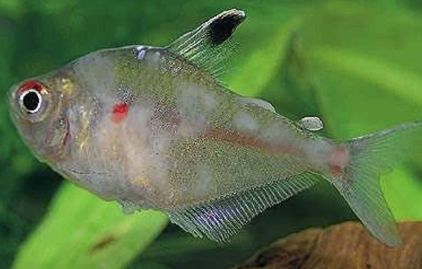 <p><strong>Chilodonellosis</strong></p><p><strong>Causative agents:</strong><br><strong><mark data-color="red" style="background-color: red; color: inherit;">Chilodonella piscicola</mark></strong><mark data-color="red" style="background-color: red; color: inherit;"><br></mark><strong><mark data-color="red" style="background-color: red; color: inherit;">Chilodonella hexasticha</mark></strong><mark data-color="red" style="background-color: red; color: inherit;"> </mark>(less common; mainly older fish, higher temperatures)</p><p><strong>Hosts:</strong><br>All <strong>freshwater fish</strong> (especially <strong>fingerlings</strong>); also <strong>brackish water fish</strong></p><p><strong>Localization:</strong><br>Skin and gills</p><p><strong>Life cycle:</strong><br><strong>Trophont</strong> (feeding on epithelium) → <strong>Tomont</strong> (asexual division in environment) → <strong>Theront</strong> (infective)</p><p><strong>Clinical signs:</strong><br>Excess mucus, <strong>whitish/blueish sheen</strong>, gill necrosis, dyspnea, skin ulcers</p><p><strong>Pathogenesis:</strong><br>Direct epithelial feeding → tissue damage<br>Heavy infections → <strong>secondary bacterial disease</strong>, high mortality</p><p><strong>Diagnosis:</strong><br>Microscopy of <strong>skin and gill</strong></p><p><strong>Prevention / Therapy:</strong><br>Formalin bath and immersion, acetic acid bath, salt baths, potassium permanganate immersion, copper immersion</p><p></p><p><strong>Trichodinosis</strong></p><p><strong>Causative agents:</strong><br><strong><mark data-color="red" style="background-color: red; color: inherit;">Trichodina jadranica</mark></strong><mark data-color="red" style="background-color: red; color: inherit;"> (+++)</mark></p><p><strong><mark data-color="red" style="background-color: red; color: inherit;">Trichodinella</mark></strong><mark data-color="red" style="background-color: red; color: inherit;">, </mark><strong><mark data-color="red" style="background-color: red; color: inherit;">Tripartiella</mark></strong><mark data-color="red" style="background-color: red; color: inherit;">, </mark><strong><mark data-color="red" style="background-color: red; color: inherit;">Dipartiella</mark></strong></p><p><strong>Hosts:</strong><br>Low host specificity; <strong>freshwater and marine fish</strong></p><p><strong>Localization:</strong><br>Skin and gills<br>Some species: <strong>urinary bladder, oviducts, GIT, kidneys</strong></p><p><strong>Life cycle:</strong><br><strong>Trophont</strong> → <strong>Tomont</strong> → <strong>Theront</strong></p><p><strong>Clinical signs:</strong><br>Grey/blue coating, frayed fins, epithelial erosion, suffocation</p><p><strong>Pathogenesis:</strong><br>Usually <strong>mild–chronic</strong> disease<br>↑ losses in <strong>young fish</strong>, secondary bacterial infections</p><p><strong>Diagnosis:</strong><br>Microscopy of <strong>skin and gill scrapings</strong></p><p><strong>Prevention / Therapy:</strong><br><strong>Formalin</strong> bath. <strong>Acetic acid</strong>, <strong>salt baths</strong> (FW only)<br><strong>Freshwater baths</strong> (marine fish)<br><strong>Copper</strong>, <strong>potassium permanganate</strong></p><p></p><p><strong>extra comparing:</strong></p><p><span><span>Both are ciliate ectoparasites of skin and gills with similar life cycles and treatment, but </span></span><strong>Chilodonella feeds directly on epithelium and is more pathogenic</strong><span><span>, while </span></span><strong>Trichodina mainly causes mechanical irritation and is usually chronic</strong></p>