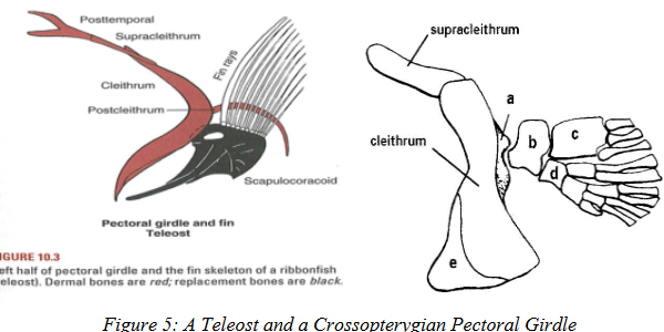 <ul><li><p><strong>Cleithrum</strong> = major bone.</p></li><li><p><strong>Clavicle</strong> and all other dermal bones are lost.</p></li><li><p><strong>Coracoid</strong> fused with scapula → forms <strong>scapulocoracoid</strong>.</p></li></ul><p></p>