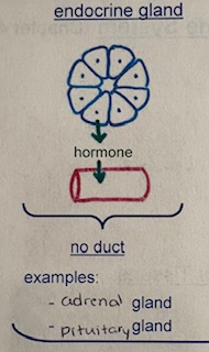<p>adrenal and pituitary</p><p>do not contain ducts</p>