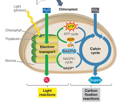 
1. light reactions
2. carbon-fixation/light independent reactions