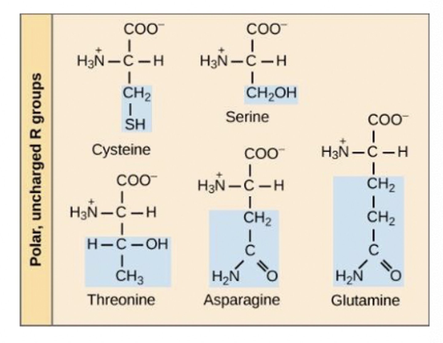 <p>polar amino acids</p>