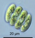 <p>frw plankton, no spines</p>