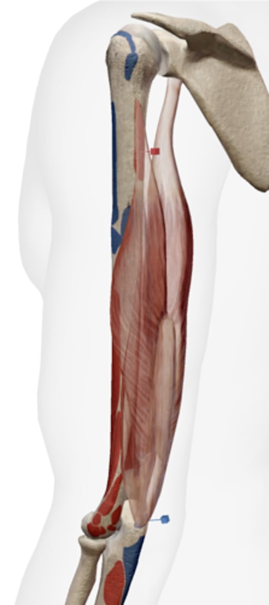 <p>Posterior surface of the humerus.</p>