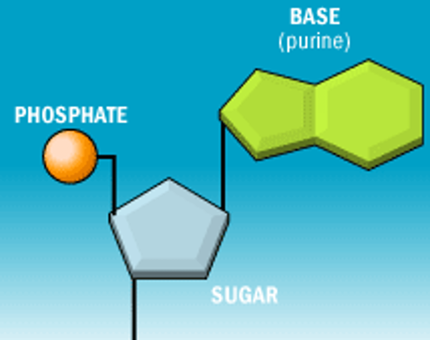 <p>- pentose sugar<br>- phosphoric acid<br>- organic base (variable)</p>