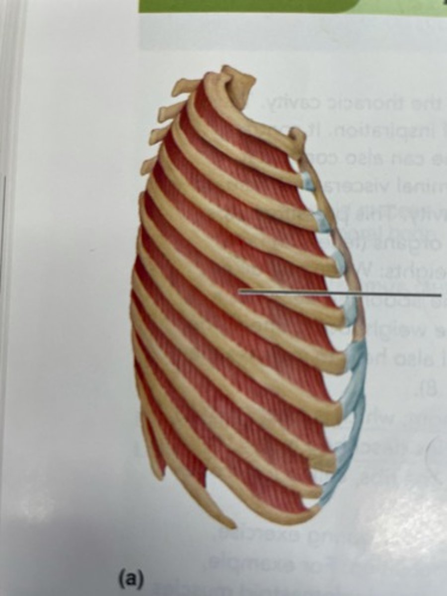 <p>O: inferior border of rib above</p><p>I: superior border of rib below</p><p>A: elevates ribs (during inhalation)</p>