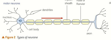 <p>neurones transmit impulses from a relay neuron or sensory neurone to an effector such as a muscle or gland</p>