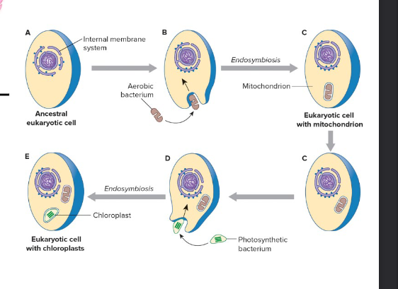 <p>wet from ancestral eukaryotic cell to eukaryotic cell with chloroplasts</p>