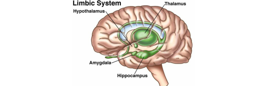 <p>hypothalamus</p>