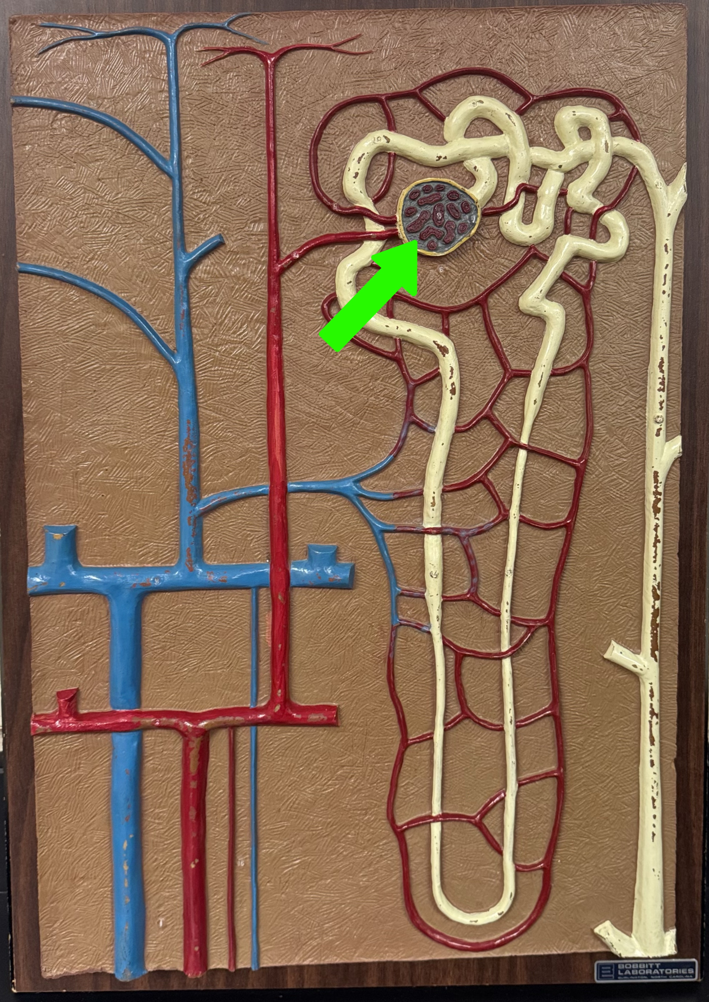 <p>What are these parts of the nephron?</p>