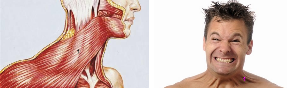 <p>What is the muscle indicated by the 1? Function?</p>